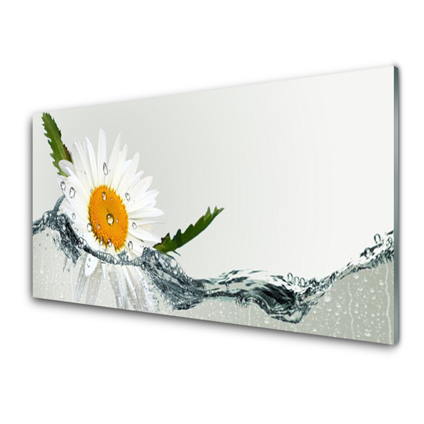 Slika na steklu Daisy rastlina voda
