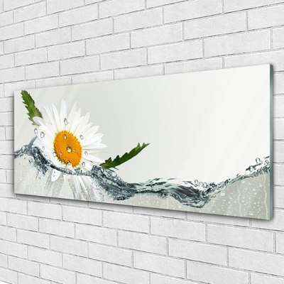 Slika na steklu Daisy rastlina voda