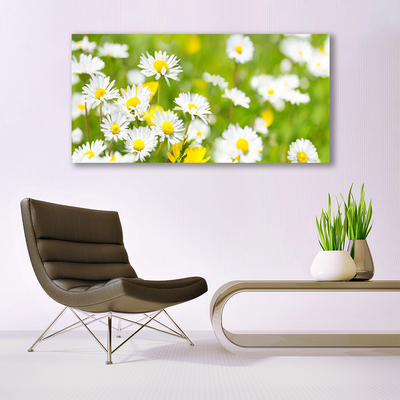Slika na steklu Daisy flower rastlin