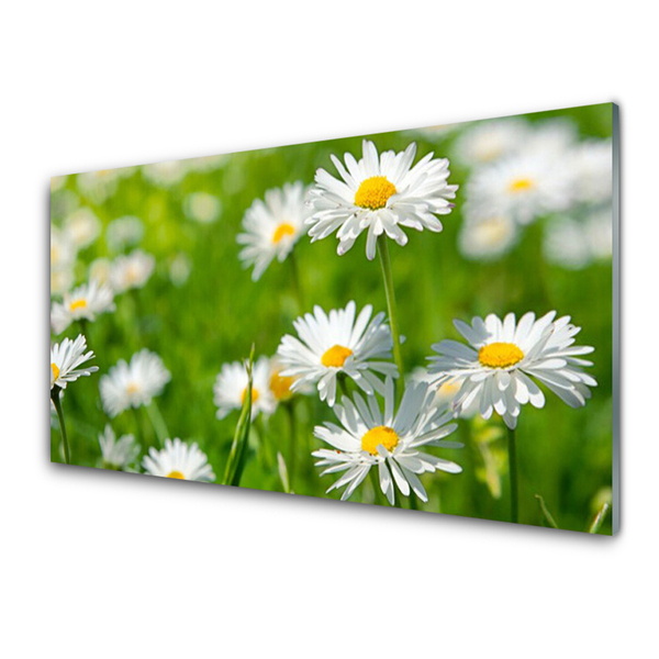 Slika na steklu Daisy flower rastlin