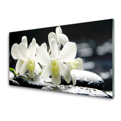 Slika na steklu Stones orhideje