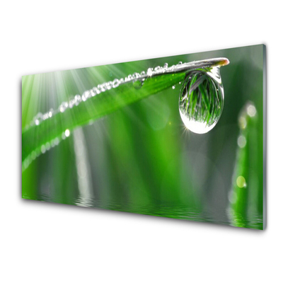 Slika na steklu Dew drop leaf grass