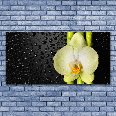 Slika na steklu Bamboo orchid cvetje