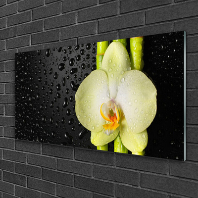 Slika na steklu Bamboo orchid cvetje