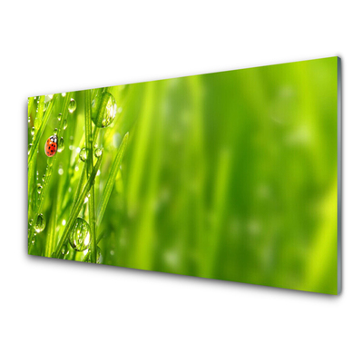 Slika na steklu Grass pikapolonica narava