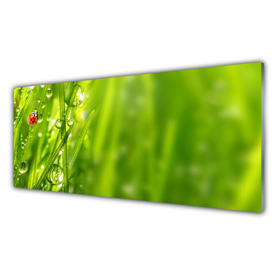 Slika na steklu Grass pikapolonica narava