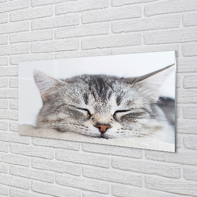 Stenska plošča za kuhinjo Zaspani maček