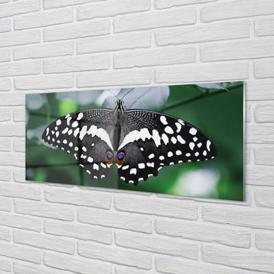 Stenska plošča za kuhinjo Pisani metulj listi