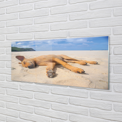 Stenska plošča za kuhinjo Leži pasjo plažo