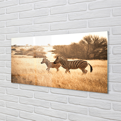 Stenska plošča za kuhinjo Zebra polje sunset
