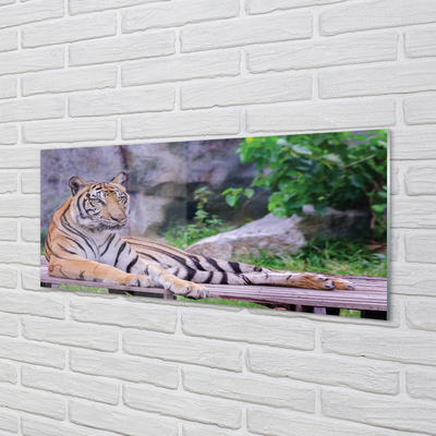 Stenska plošča za kuhinjo Tiger v živalskem vrtu