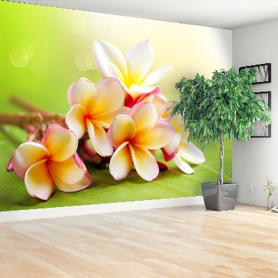 Stenska fototapeta Frangipani cvetje