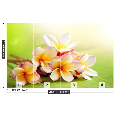 Stenska fototapeta Frangipani cvetje