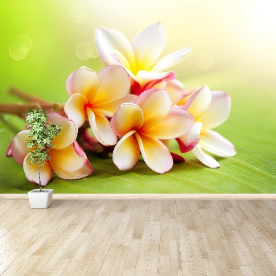 Stenska fototapeta Frangipani cvetje