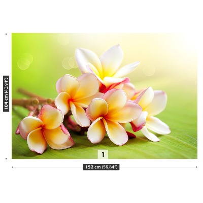 Stenska fototapeta Frangipani cvetje