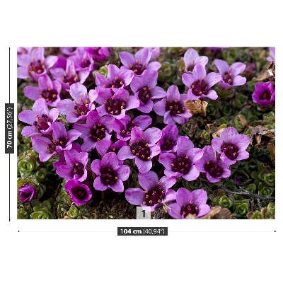 Stenska fototapeta Purple saxifrage