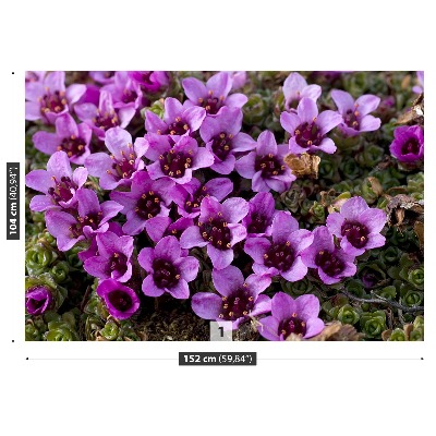 Stenska fototapeta Purple saxifrage