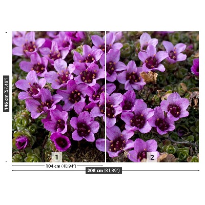 Stenska fototapeta Purple saxifrage