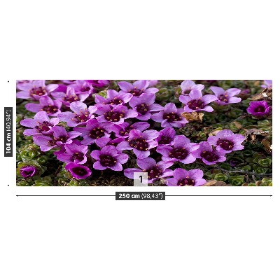 Stenska fototapeta Purple saxifrage