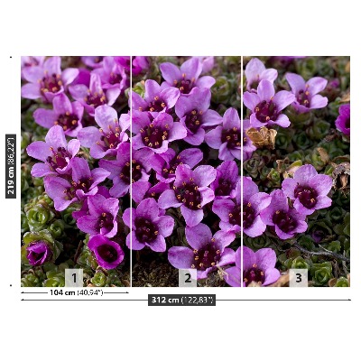 Stenska fototapeta Purple saxifrage