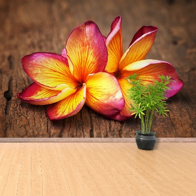 Stenska fototapeta Plumeria wood