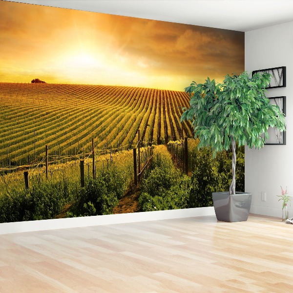 Fototapeta Vineyard