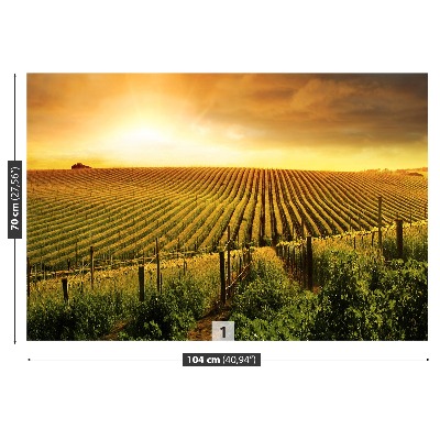 Fototapeta Vineyard