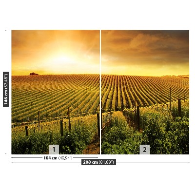 Fototapeta Vineyard