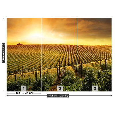 Fototapeta Vineyard