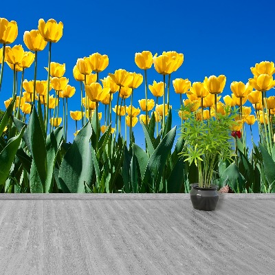 Stenska fototapeta Tulipani cvetje