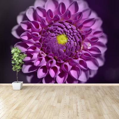 Stenska fototapeta Dahlia pink