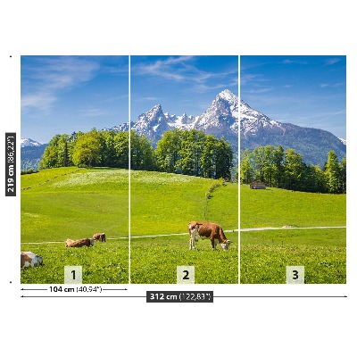 Fototapeta Alpe krave