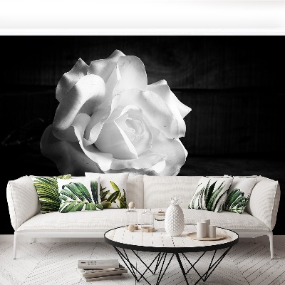 Stenska fototapeta White rose