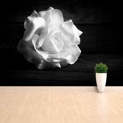 Stenska fototapeta White rose