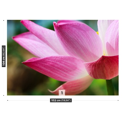 Stenska fototapeta Pink lotus
