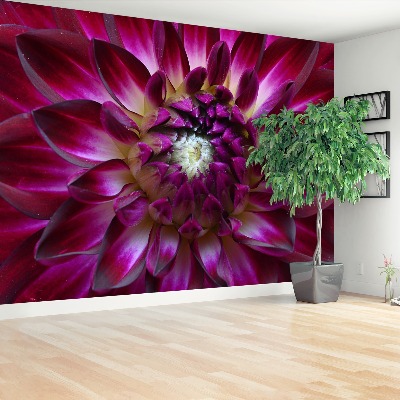 Stenska fototapeta Aster purple