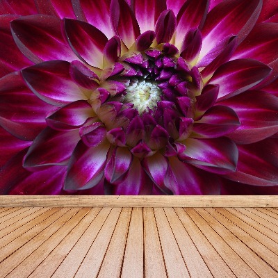 Stenska fototapeta Aster purple