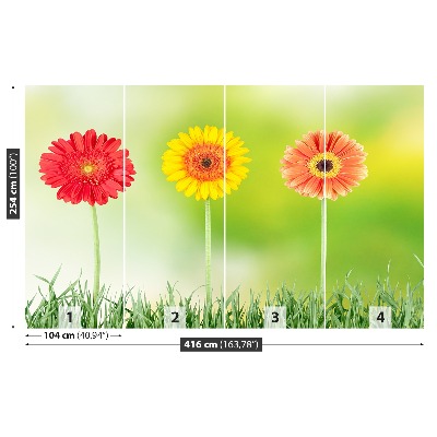 Stenska fototapeta Gerbera