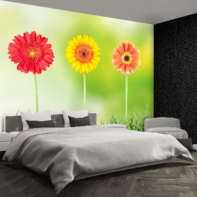 Stenska fototapeta Gerbera