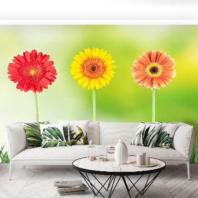 Stenska fototapeta Gerbera