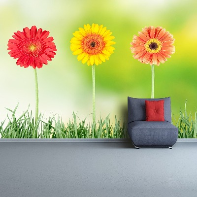 Stenska fototapeta Gerbera