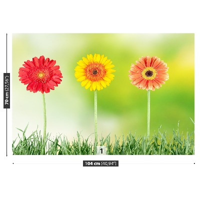 Stenska fototapeta Gerbera