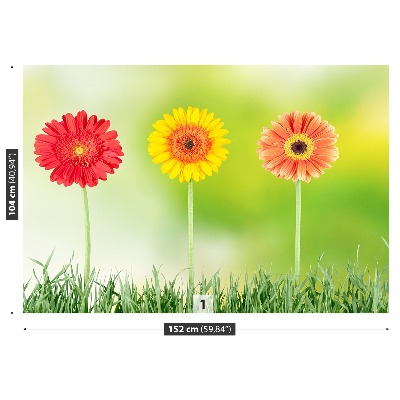Stenska fototapeta Gerbera