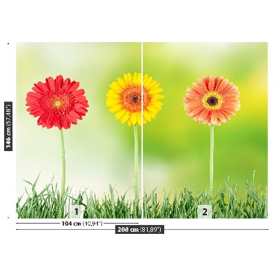 Stenska fototapeta Gerbera