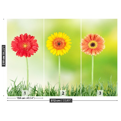 Stenska fototapeta Gerbera