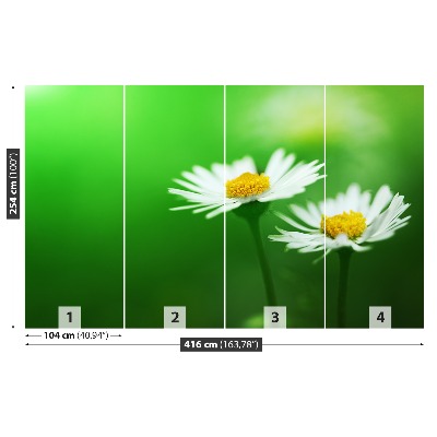 Stenska fototapeta Bele marjetice