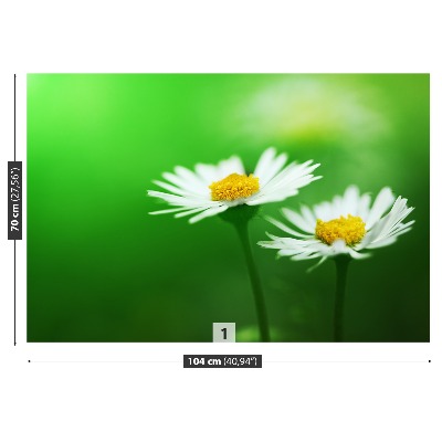 Stenska fototapeta Bele marjetice