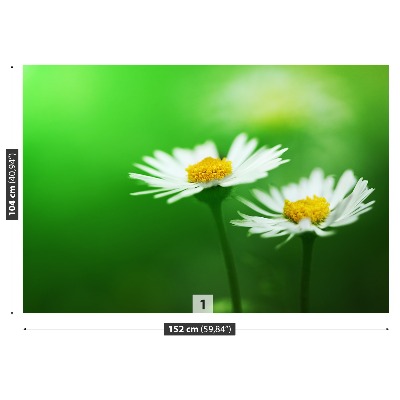 Stenska fototapeta Bele marjetice