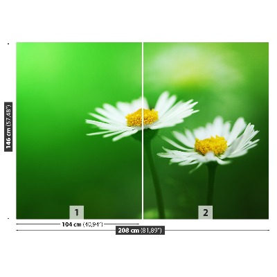 Stenska fototapeta Bele marjetice