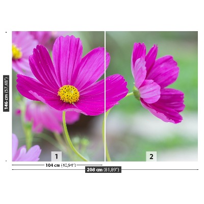 Stenska fototapeta Cvetje kozmos